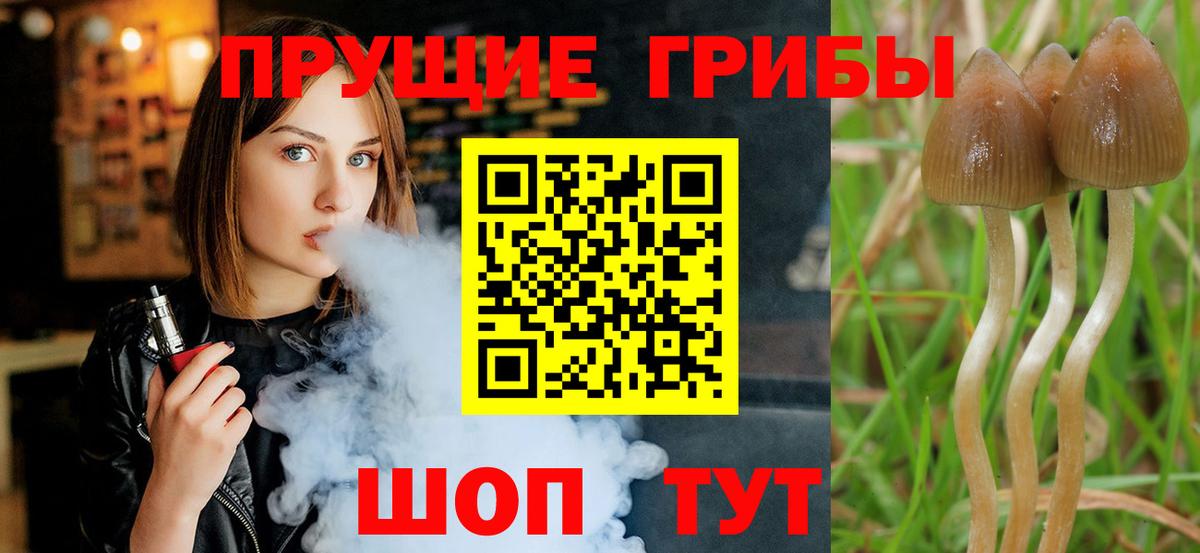 Галлюциногенные грибы Psilocybe Старая Купавна
